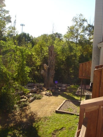 Big Tree Gone
