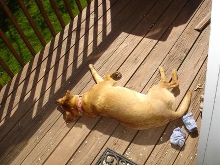 Sable